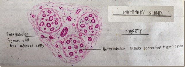 Mammary Gland at Puberty high resolution histology diagram
