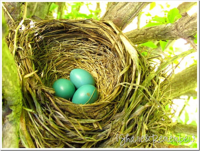 nest2012sm
