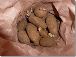 Cream-gold potatoes sprouting in a brown paper bag ready for planting out 