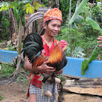 Cockfight demonstration (not for real!)