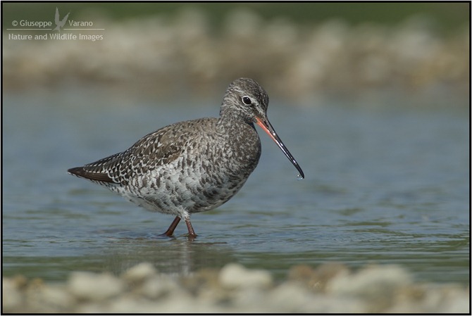 Totano-Moro---Spotted-Redshank-(Tringa-erythropus)-041611__DM38342
