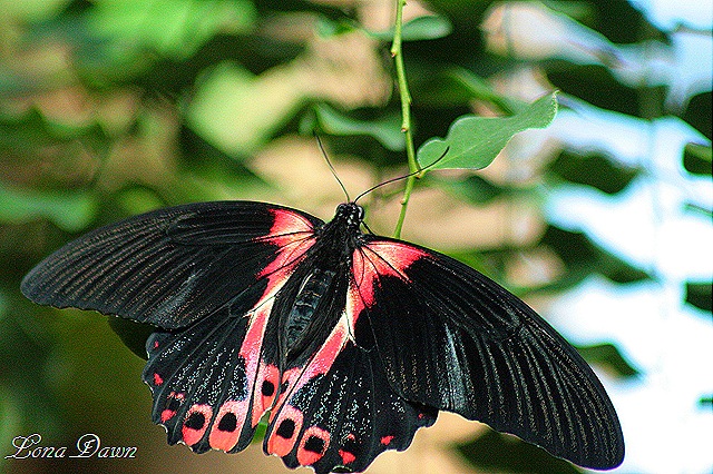 [FPC_Butterfly_Scarlet_Swallowtail2%255B20%255D.jpg]