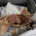 rat_liver_pinned.JPG