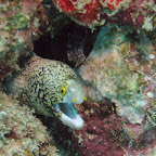 Moray eel