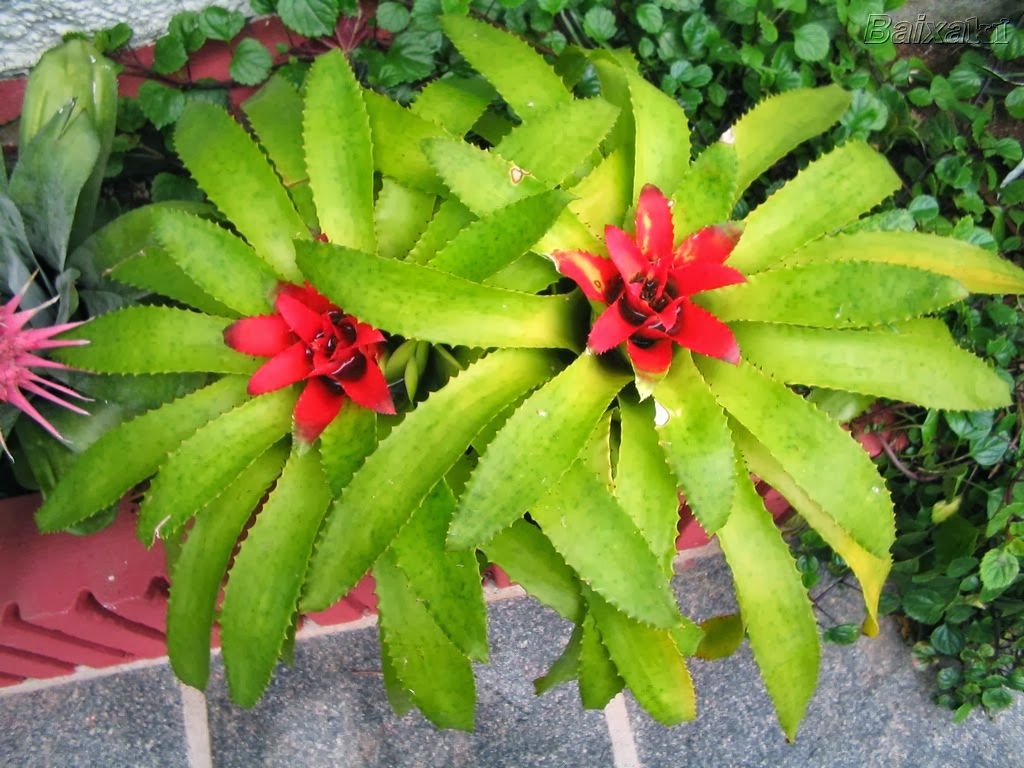 [bromelia%255B6%255D.jpg]