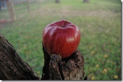 day 3 apple 016