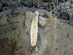 Tree wood in a rock?