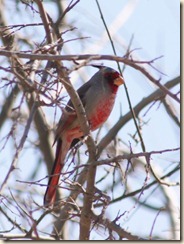 Cardinal2 Cardinal2