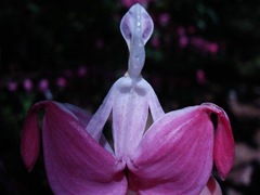 alien flower