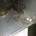 Frogs in Indian Software Company Computers