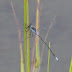 P1130247