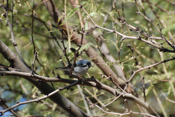 Spotting Image 1