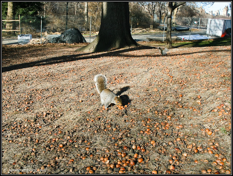 Вид на Америку: Central Park (foto america  фото путешествия new york manhattan  0401%252520USA%25252C%252520NY%25252C%252520Central%252520Park 22)