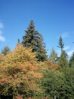 Gorgeous Fall Trees and Sky