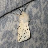 White Ermine Moth - beautifully marked in crisp black and white. Surprisingly common in the UK.