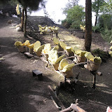 Ijen sulphur collections (Daniel Quinn, July 2010)