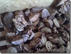 Fomes Fomentarius