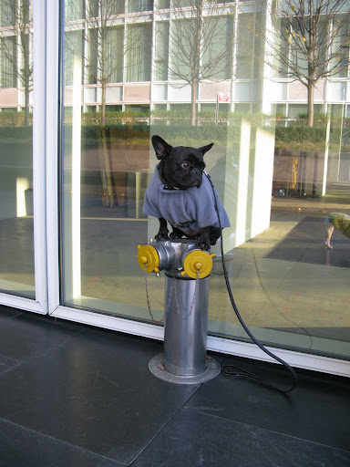 The building has these really neat fire hydrants, which make great perches.