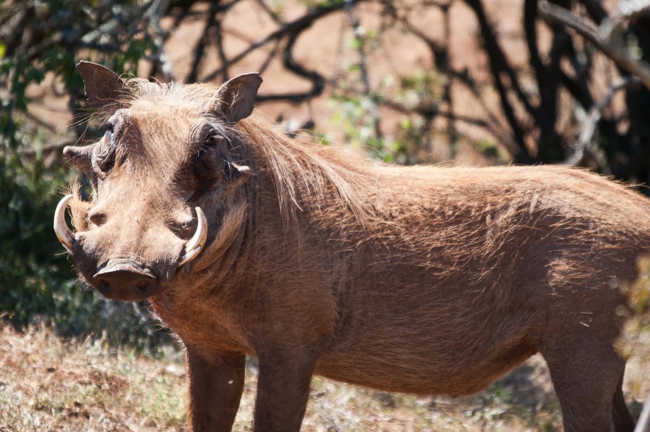 Warthog at Addo park