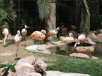 Flamingos at the flamingo habitat at the Flamingo.