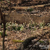 Rezerwat "Śnieżycowy Jar" dsc07002.jpg