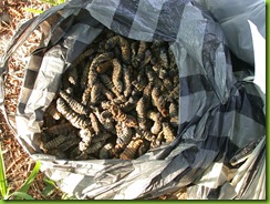 Harvested_Mopanes