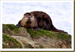 North American river otter 