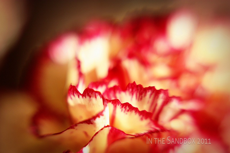 [Carnation%2520petals%255B5%255D.jpg]