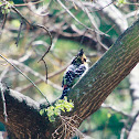Crested Barbet