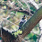 Crested Barbet