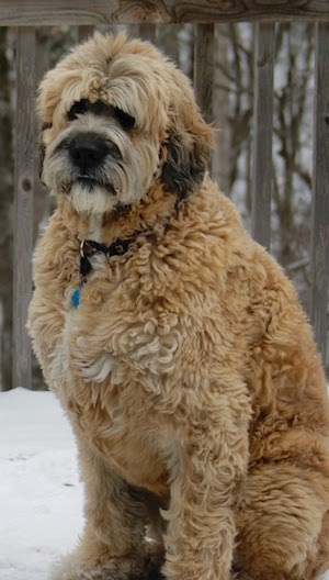 [SaintBerdoodleStBernardPoodleHybridDogsHarley5YearsOld5%255B7%255D.jpg]