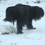 DSC_9234.JPG