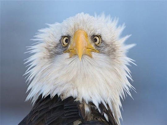 [animals-worried-face-14%255B2%255D.jpg]