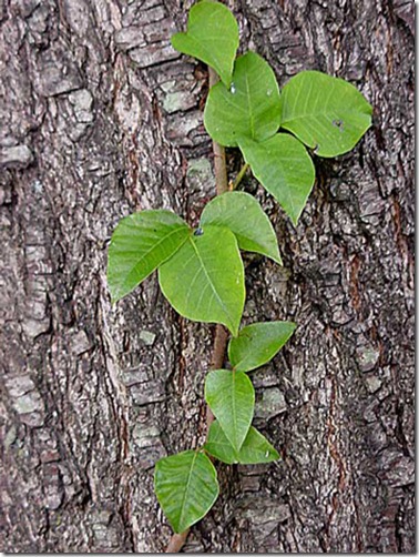 poison_ivy_toxicodendron_radicans