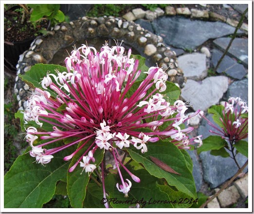 02-10-clerodendrum