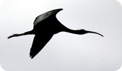 Glossy Ibis