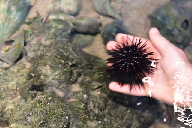 SeaUrchin (1 of 1)