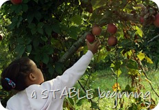 GML apple picking 2012 101