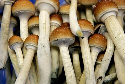 Magic-mushrooms_0