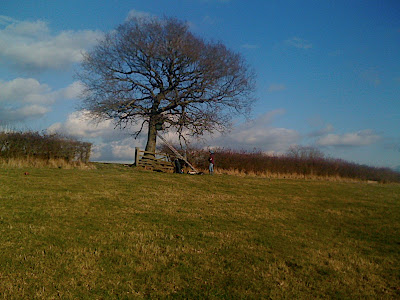 Lots of open grassland around the Tree site for Barn Owls - I've seen them hunting and catching here last year.