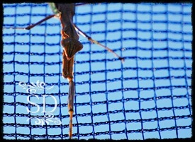 [MantisEdited%255B2%255D.jpg]