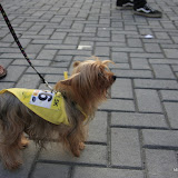 Pet Express Doggie Run 2012 Philippines. Jpg (249).JPG