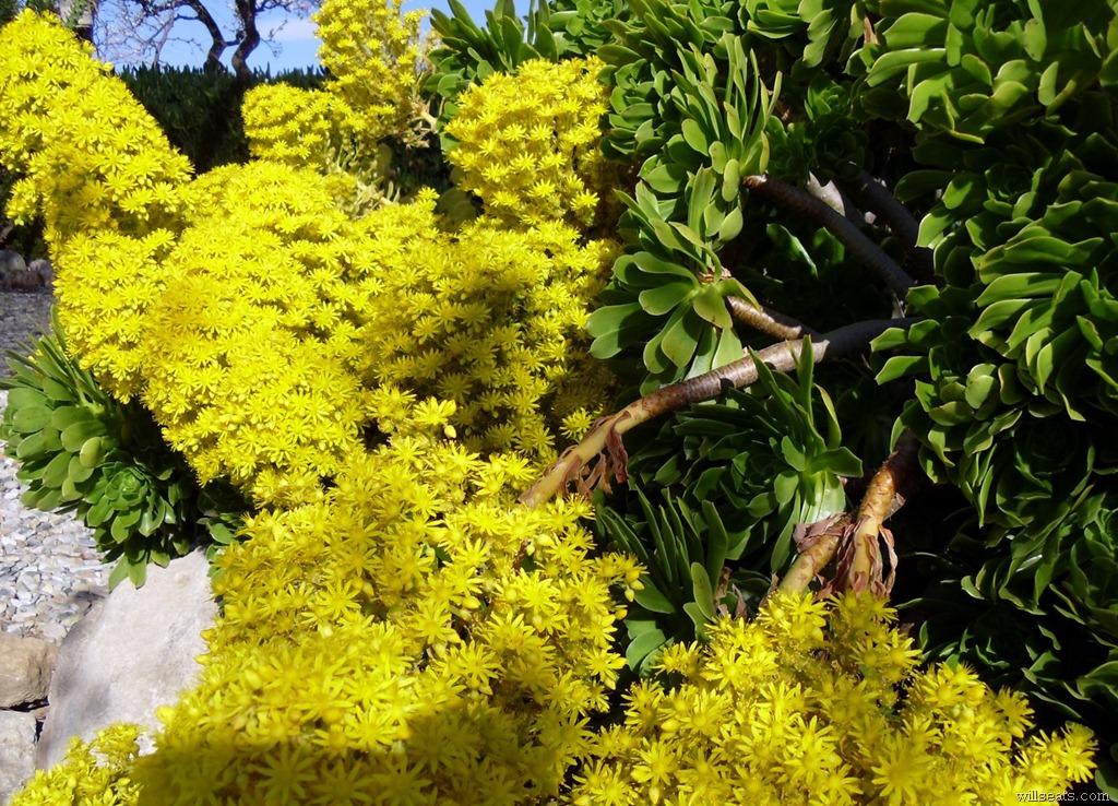 [green-succulent-ene-014%255B8%255D.jpg]