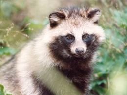 [Amazing%2520Animal%2520Pictures%2520Racoon%2520Dog%2520%25284%2529%255B3%255D.jpg]