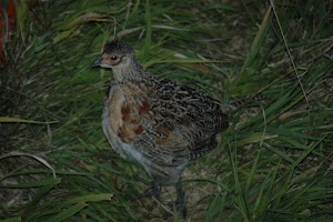 dsc_0774_1-jpg.jpg