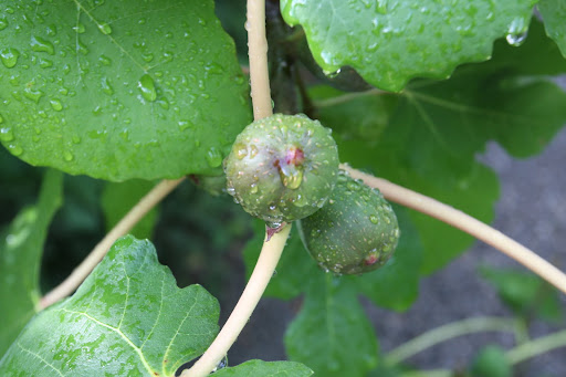 Sharkey, they don't look ripe yet and you know how much Martha loves her figs.  Better leave them alone.