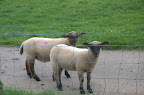 Our Neighbours