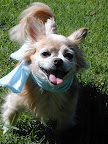 Walking on grass is far kinder 
on precious paws than pavement !