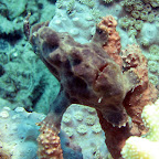Frogfish