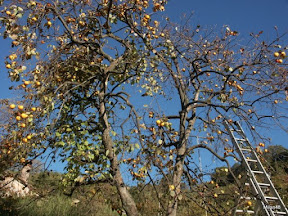 PICT0241.JPG